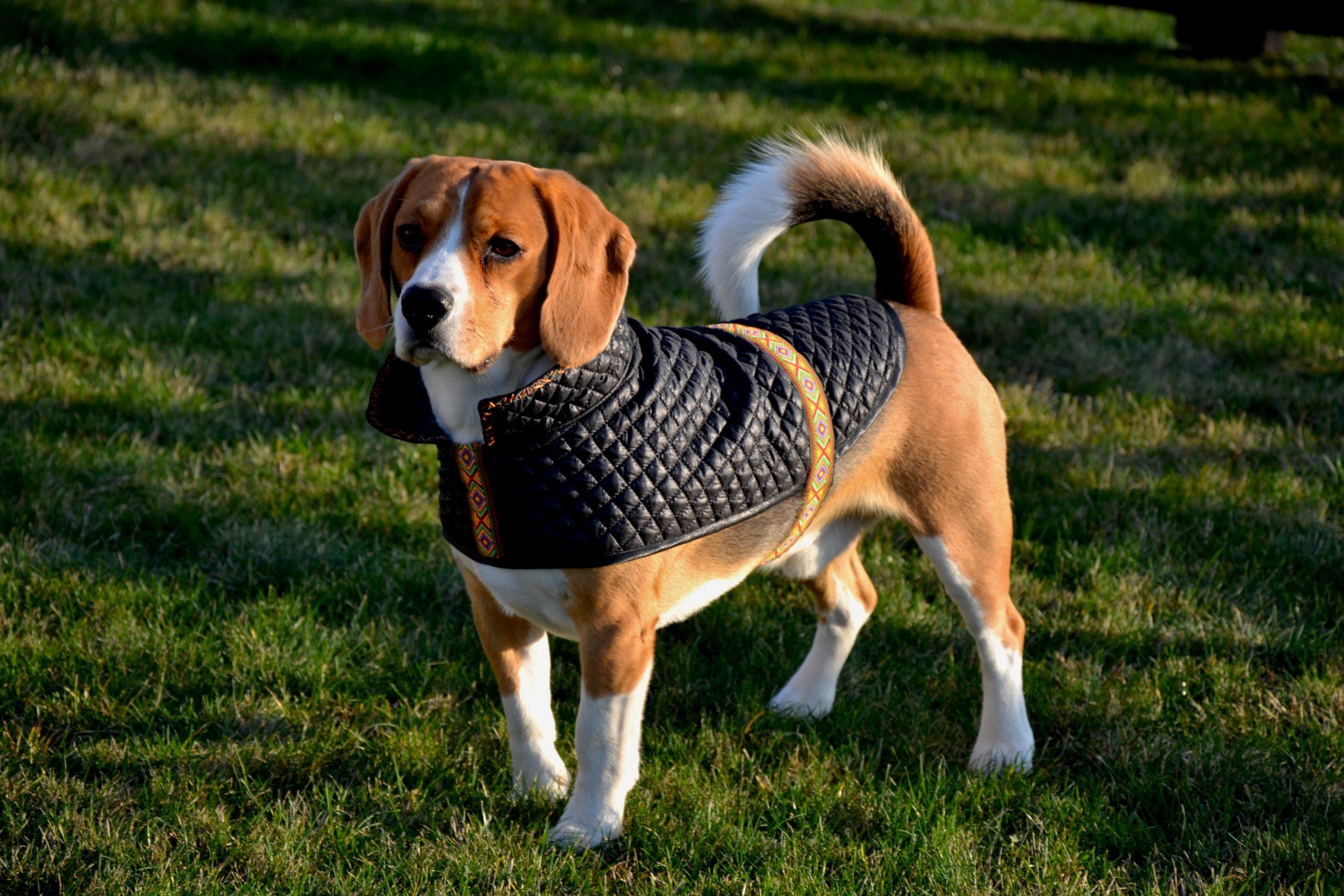 Black dog vest. handmade dog coat